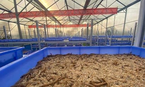 蛋白蟲(chóng)養(yǎng)殖是真的嗎 蛋白蟲(chóng)養(yǎng)殖是真的嗎