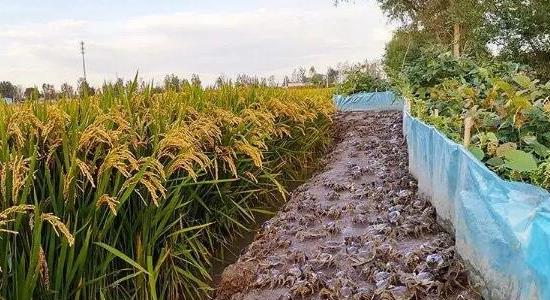 養(yǎng)螃蟹賺錢(qián)嗎