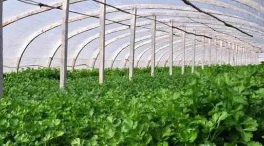 香菜種植方法和時(shí)間 香菜種植方法和時(shí)間