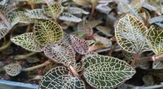 金線蓮種植前景如何