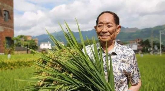 雜交水稻什么時(shí)候問世