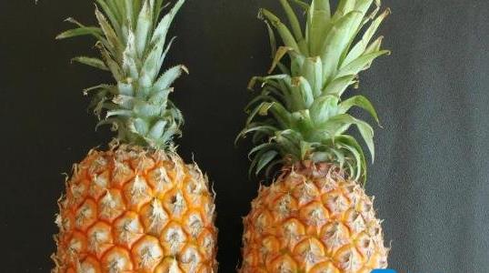 菠蘿長(zhǎng)在樹上還是地上 菠蘿長(zhǎng)在樹上還是地上