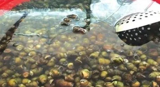 人工喂養(yǎng)螺螄吃什么