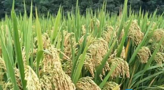 雜交水稻和普通水稻的區(qū)別