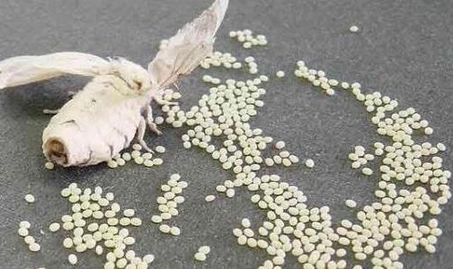 蠶結(jié)繭后幾天蠶蛾從繭中鉆出來(lái)