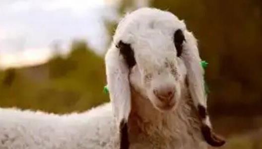 瓦格吉爾羊多少錢一只為什么那么貴 瓦格吉爾羊多少錢一只為什么那么貴