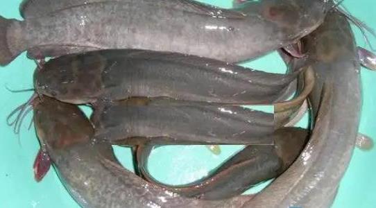 塘角魚養(yǎng)殖周期是多久