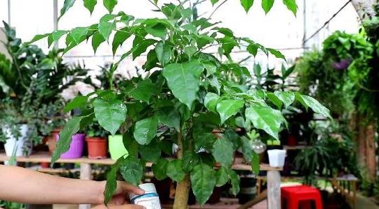 幸福樹的養(yǎng)殖方法和注意事項