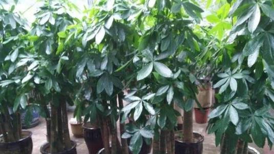 發(fā)財(cái)樹(shù)怎么養(yǎng)才能更旺盛