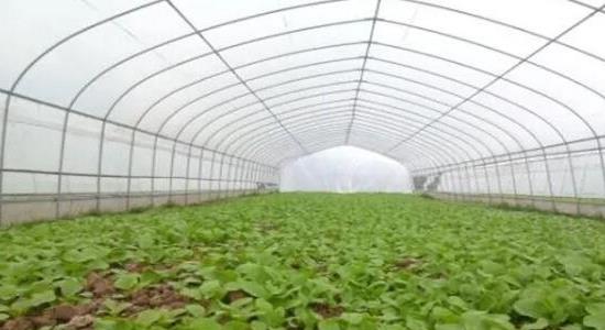 大棚種植什么最賺錢