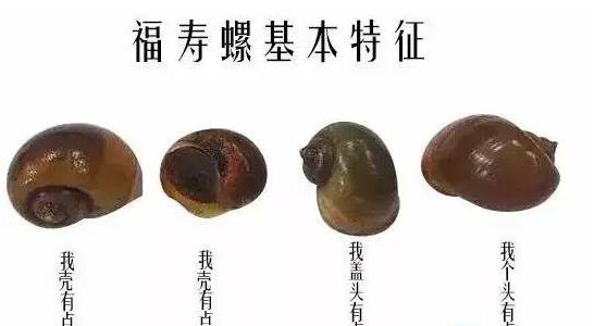 福壽螺和田螺的區(qū)別 福壽螺和田螺的區(qū)別
