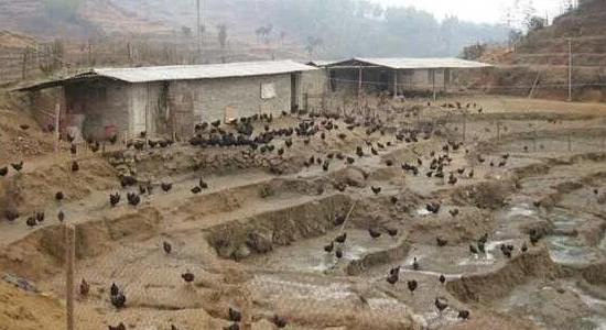 回農(nóng)村創(chuàng)業(yè)干點什么好