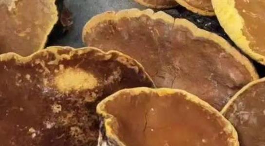 種植桑黃10平方要投資多少錢