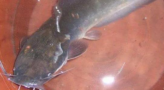 塘角魚養(yǎng)殖成本和利潤多少