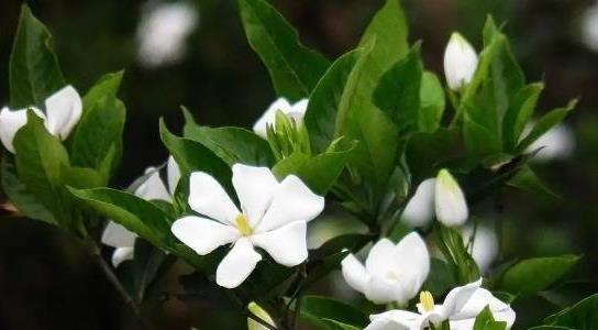 梔子花的養(yǎng)殖方法和注意事項(xiàng)