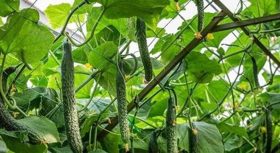 農(nóng)業(yè)種植什么項(xiàng)目前景好掙錢多