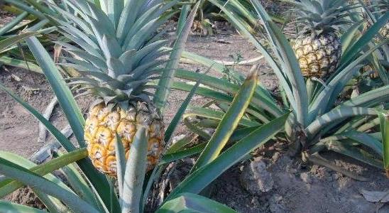 菠蘿長(zhǎng)在樹上還是地上 菠蘿長(zhǎng)在樹上還是地上