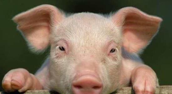 養(yǎng)一頭豬多少錢
