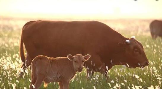 一頭牛多少錢 一頭牛多少錢