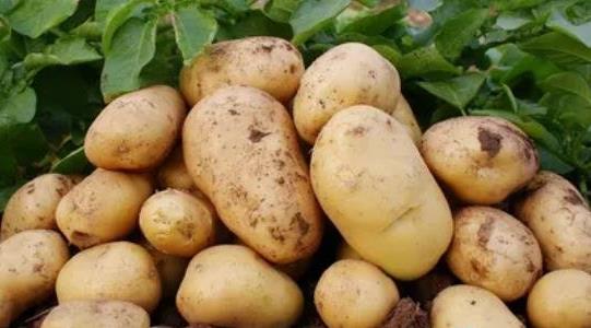 土豆種植多久可以收獲 土豆種植多久可以收獲