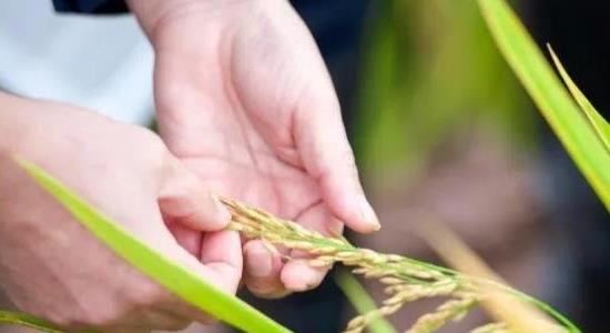 雜交水稻什么時(shí)候問世