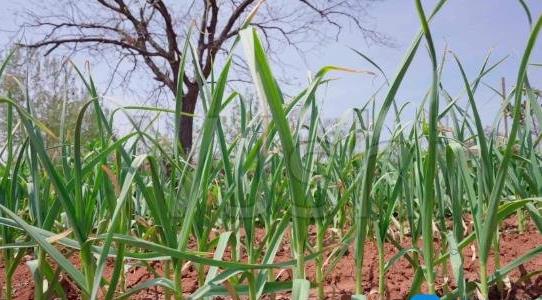 大蒜種植時(shí)間和方法