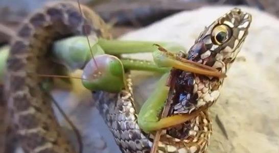 蛇為什么怕螳螂