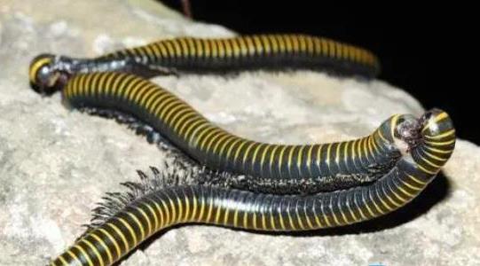 千足蟲有人收嗎多少錢一斤