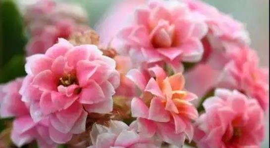 長壽花的養(yǎng)殖方法和注意事項