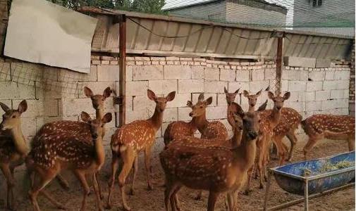 梅花鹿養(yǎng)殖成本和利潤