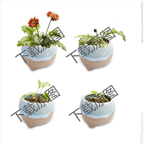 植物生長的觀察方法有哪些特點(diǎn)是什么