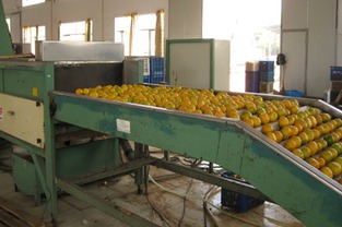 果蔬加工中脫澀方法有哪些