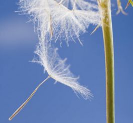 你還知道哪些種子的傳插方法