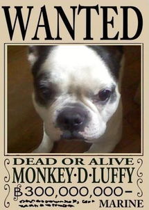 小狗除跳蚤有哪些方法