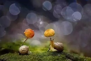 動(dòng)物避雨的方法有哪些