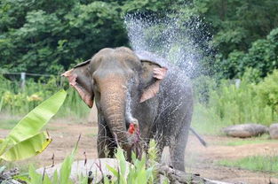 寧海知道哪些動物的避暑方法