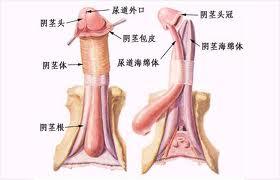 有哪些方法可以增大陰莖