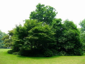 看樹木的好處20種方法有哪些