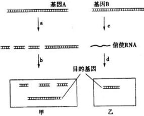 獲取目的基因的方法有哪些(詳細(xì))