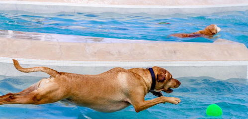 訓(xùn)練狗狗的方法有哪些