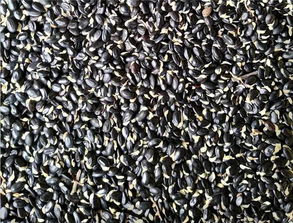 樹(shù)木種子干燥的方法有哪些