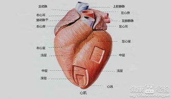 心肌缺血食療方法都有哪些