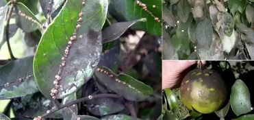 櫻桃煤污病有哪些方法