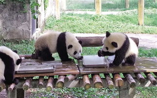 你知道哪些動物避暑的方法嗎