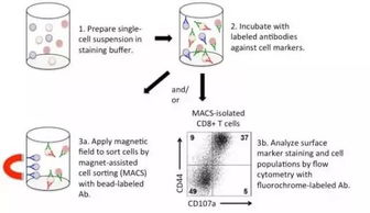 分選抗體的方法有哪些