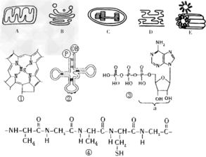 細(xì)胞器分離方法有哪些