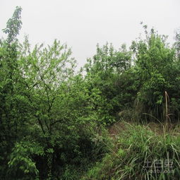 麻櫟的栽培方法有哪些