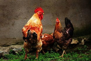 溜達雞飼養(yǎng)方法有哪些