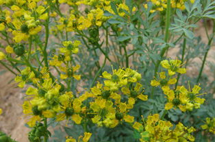 請(qǐng)問臭草的功效和臭草的作用有哪些臭草能吃嗎食用方法是什么？