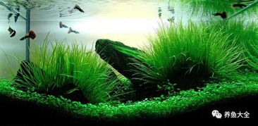 水族置景原則是什么方法有哪些